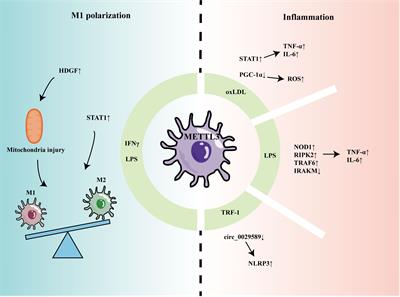 Emerging role of METTL3 in inflammatory diseases: mechanisms and therapeutic applications